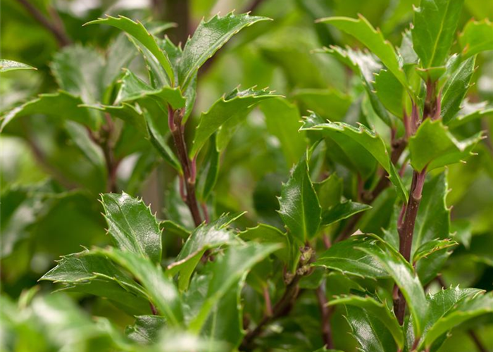 Ilex meserveae 'Heckenfee'® Ilex meserveae 'Heckenfee'®