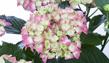 Bauernhortensie 'Leuchtfeuer'