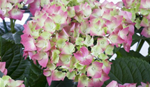 Bauernhortensie 'Leuchtfeuer'