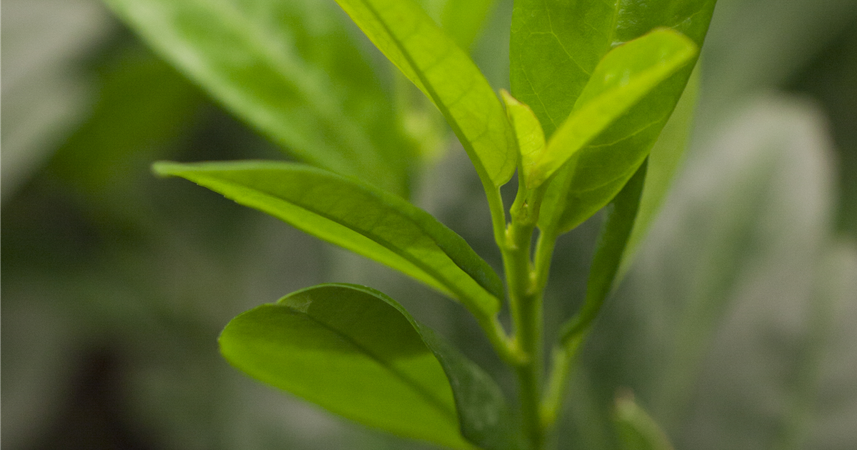 Prunus laurocerasus 'Piri'