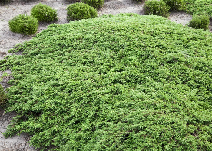 Juniperus communis 'Green Carpet' Juniperus communis 'Green Carpet'