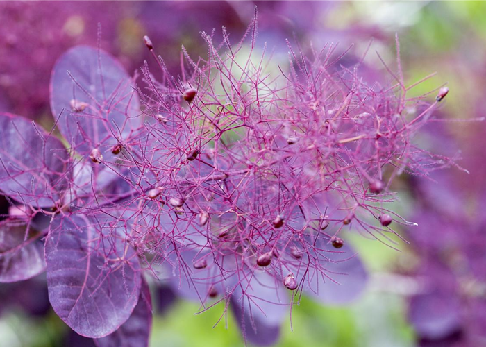 Cotinus coggygria 'Royal Purple' Cotinus coggygria 'Royal Purple'