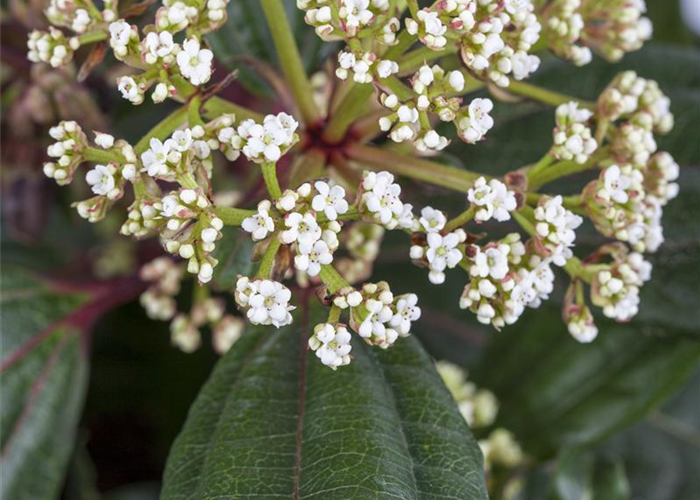 Viburnum davidii Viburnum davidii