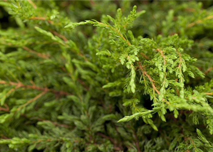 Juniperus communis 'Repanda' Juniperus communis 'Repanda'