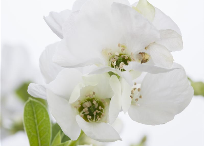 Exochorda racemosa 'Niagara'® Exochorda racemosa 'Niagara'®