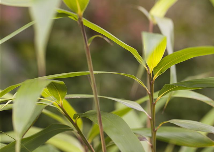 Pseudosasa japonica Pseudosasa japonica