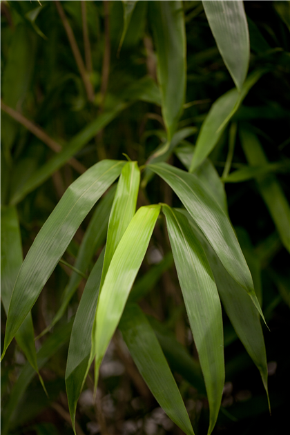 Pseudosasa japonica