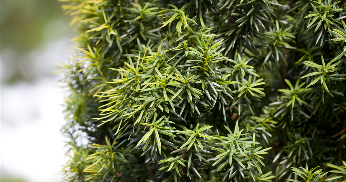 Taxus baccata