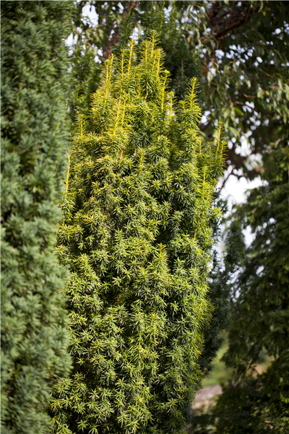 dünger zimmerpflanzen test Zimmerpflanzen Dünger, Monstera Dünger, 6 Monate Depotwirkung – PlantMe