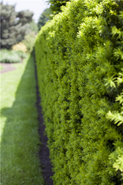 thuja brabant braunfrbung Thuja occidentalis 'Brabant' auf Stamm