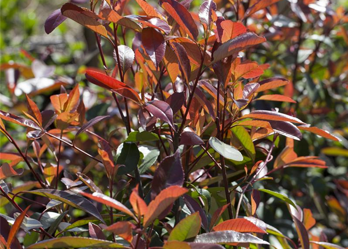 Photinia fraseri 'Red Robin' Photinia fraseri 'Red Robin'