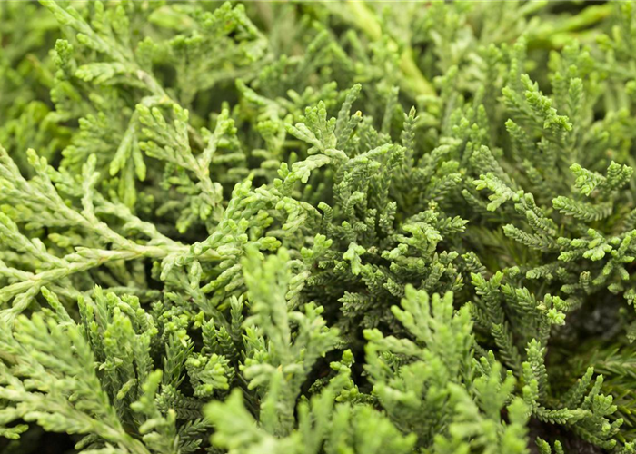 Juniperus horizontalis 'Glauca' Juniperus horizontalis 'Glauca'