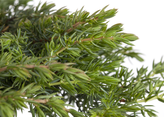 Juniperus communis 'Green Mantle' Juniperus communis 'Green Mantle'
