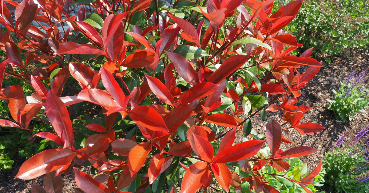 Photinia fraseri 'Compacta'
