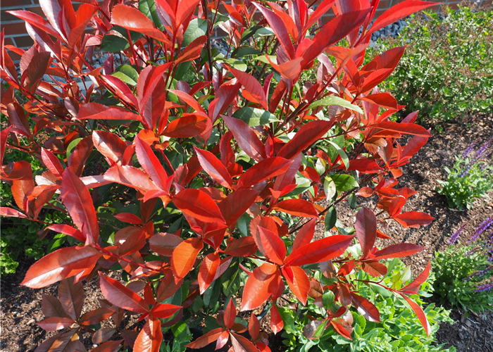 Photinia fraseri 'Compacta' Photinia fraseri 'Compacta'