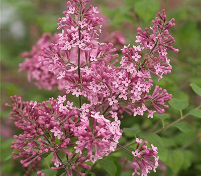 Syringa Bloomerang® 'Pink Perfume' Syringa Bloomerang® 'Pink Perfume'