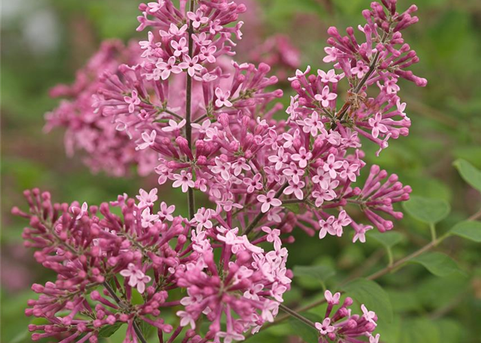 Syringa Bloomerang® 'Pink Perfume' Syringa Bloomerang® 'Pink Perfume'