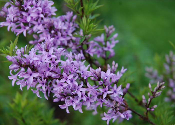 Syringa persica 'Laciniata' (Syn.= afghanica)