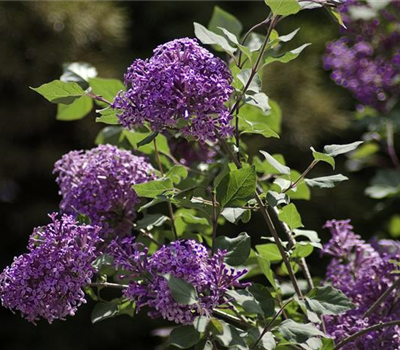 Syringa Bloomerang® 'Dark Purple' Syringa Bloomerang® 'Dark Purple'