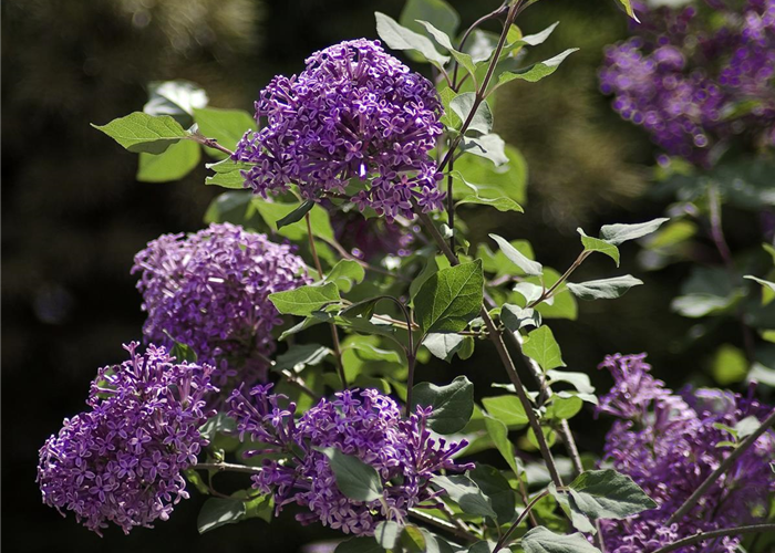 Syringa Bloomerang® 'Dark Purple' Syringa Bloomerang® 'Dark Purple'