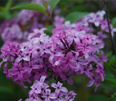 Syringa chinensis 'Saugeana' Syringa chinensis 'Saugeana'