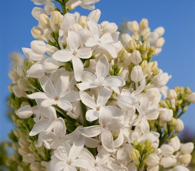 Syringa hyacinthiflora 'Angel White' Syringa hyacinthiflora 'Angel White'
