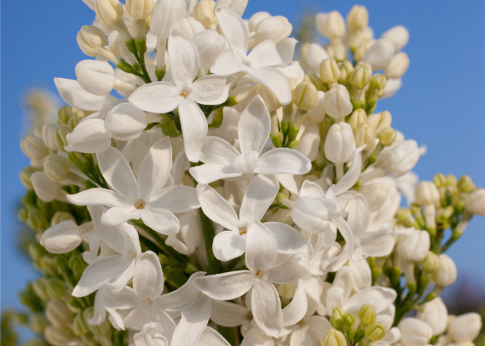 Syringa hyacinthiflora 'Angel White'