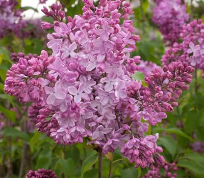 Syringa hyacinthiflora 'Esther Staley' Syringa hyacinthiflora 'Esther Staley'