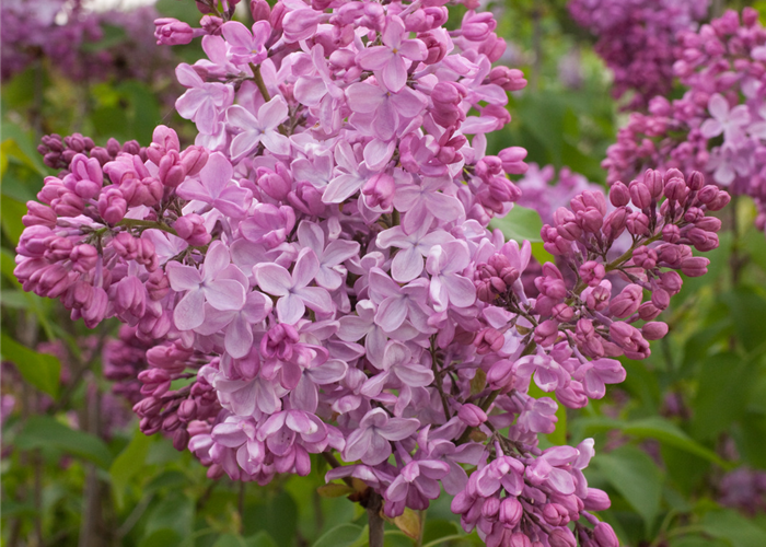Syringa hyacinthiflora 'Esther Staley'