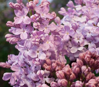 Syringa hyacinthiflora 'Lavender Lady' Syringa hyacinthiflora 'Lavender Lady'