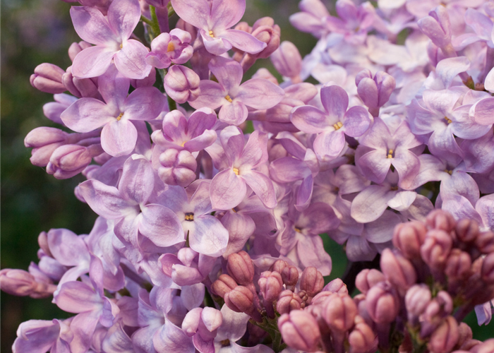 Syringa hyacinthiflora 'Lavender Lady'
