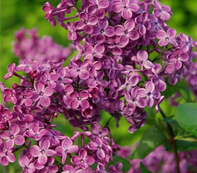 Syringa hyacinthiflora 'Pocahontas' Syringa hyacinthiflora 'Pocahontas'