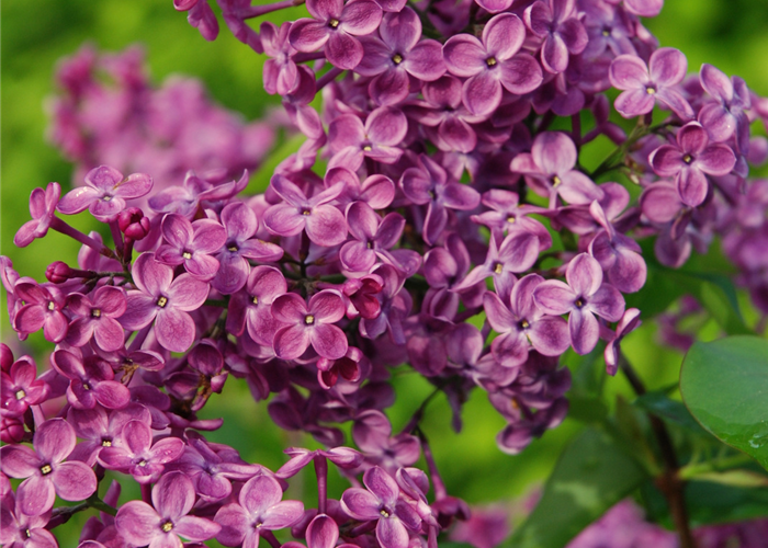 Syringa hyacinthiflora 'Pocahontas'
