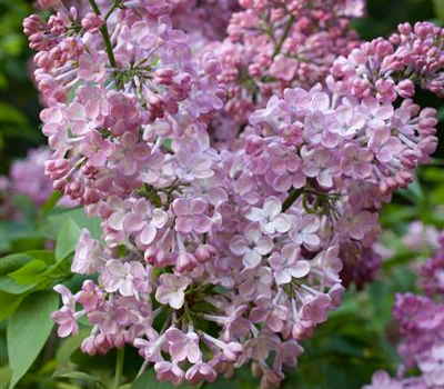 Syringa hyacinthiflora 'Rosenrot' Syringa hyacinthiflora 'Rosenrot'