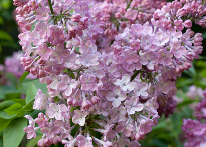 Syringa hyacinthiflora 'Rosenrot' Syringa hyacinthiflora 'Rosenrot'