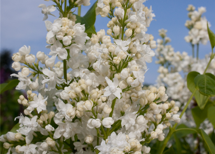 Syringa vulgaris 'Schneekönigin'® Syringa vulgaris 'Schneekönigin'®