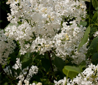 Syringa hyacinthiflora 'Schneeweißchen'® Syringa hyacinthiflora 'Schneeweißchen'®