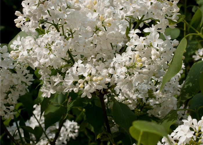 Syringa hyacinthiflora 'Schneeweißchen'® Syringa hyacinthiflora 'Schneeweißchen'®