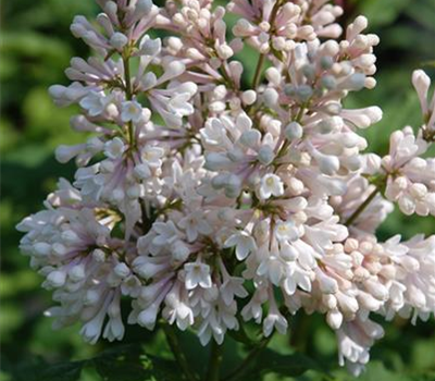 Syringa josiflexa 'Miss USA'® Syringa josiflexa 'Miss USA'®
