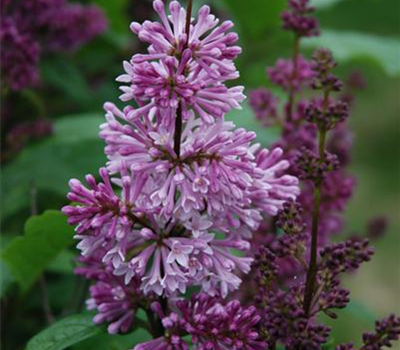Syringa josikaea Syringa josikaea