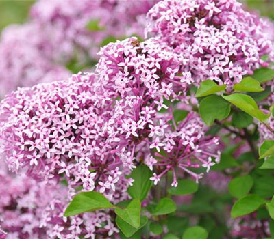 Syringa meyeri 'Lillifee'® Syringa meyeri 'Lillifee'®