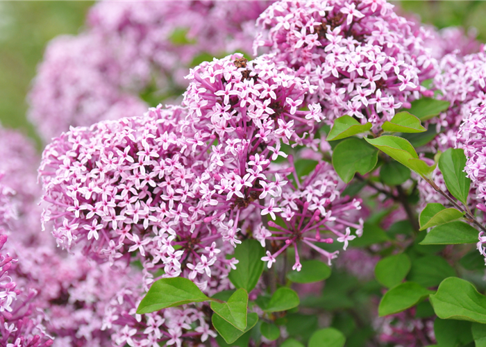 Syringa meyeri 'Lillifee'® Syringa meyeri 'Lillifee'®
