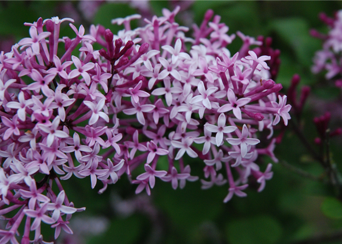 Syringa meyeri 'Palibin'