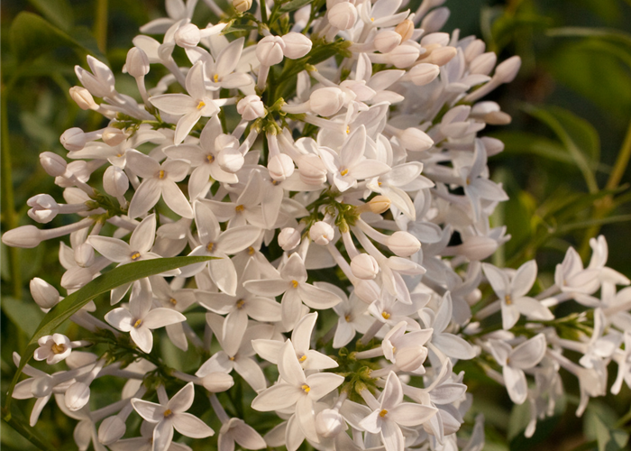 Syringa persica 'Alba' Syringa persica 'Alba'