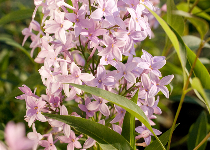 Syringa persica Syringa persica