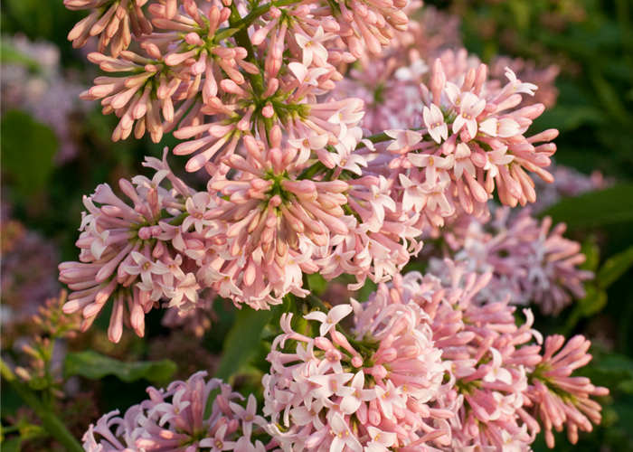 Syringa prestoniae 'Miss Canada' Syringa prestoniae 'Miss Canada'