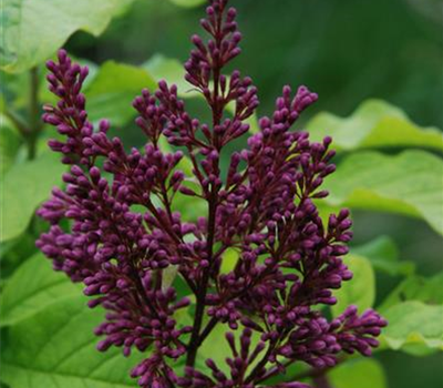 Syringa 'Redwine'