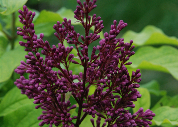 Syringa 'Redwine' Syringa 'Redwine'