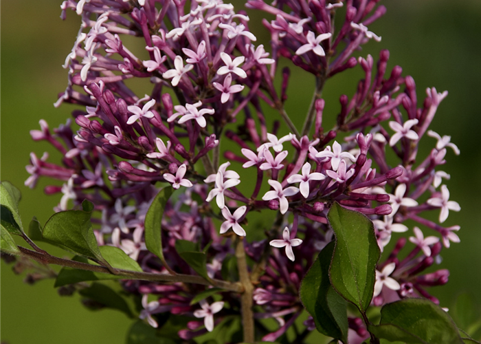 Syringa meyeri 'Red Pixie' Syringa meyeri 'Red Pixie'