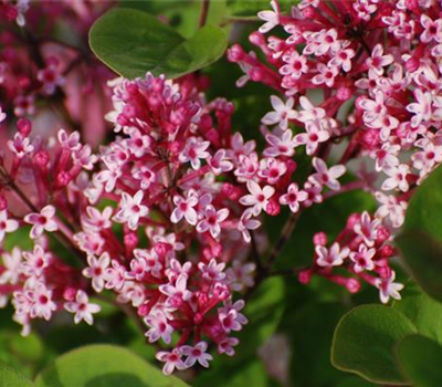 Syringa 'Tinkerbelle'®